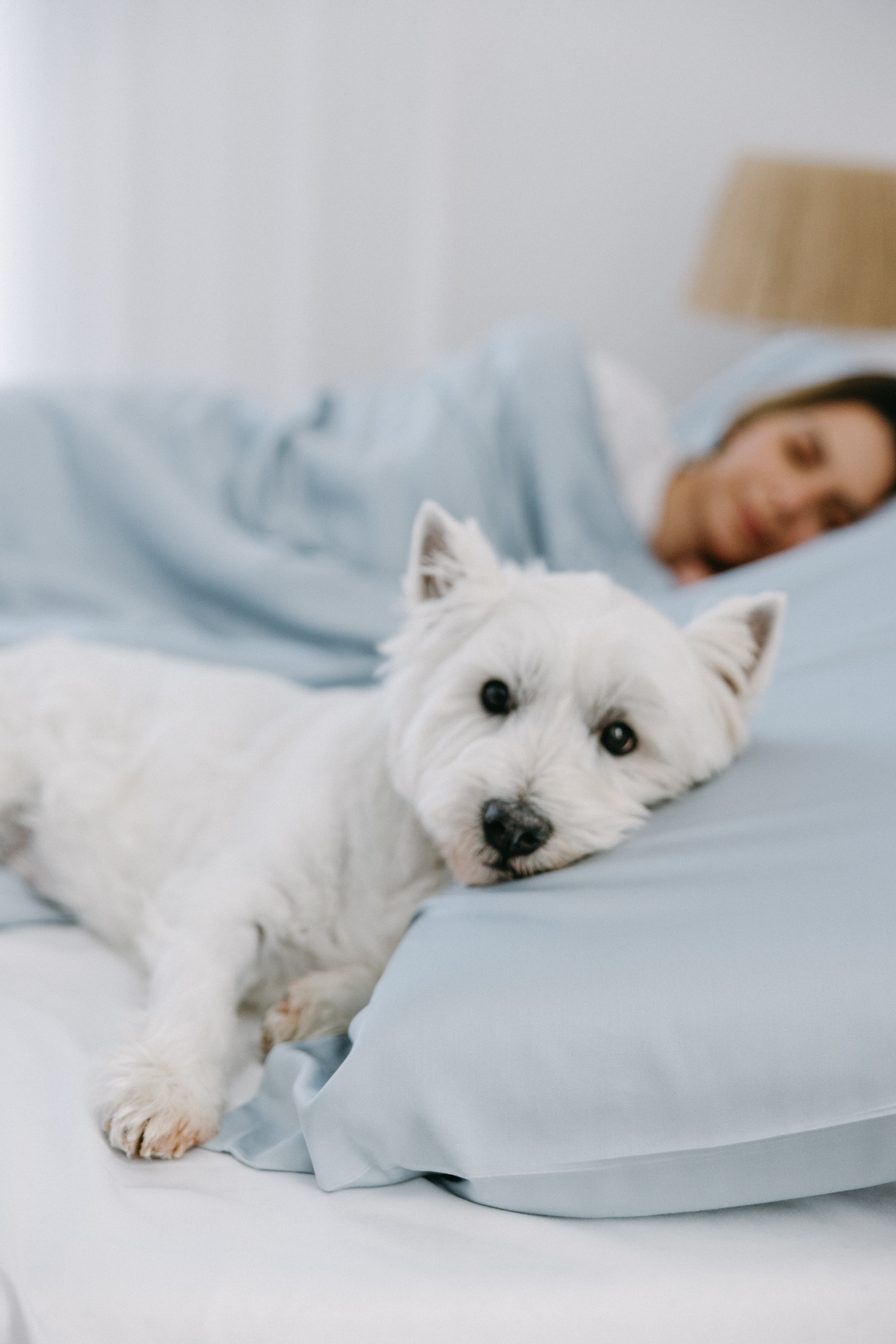 Bamboo Adult Pillowcase Set